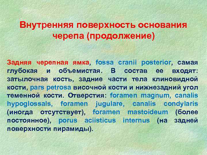 Внутренняя поверхность основания черепа (продолжение) Задняя черепная ямка, fossa cranii posterior, самая глубокая и