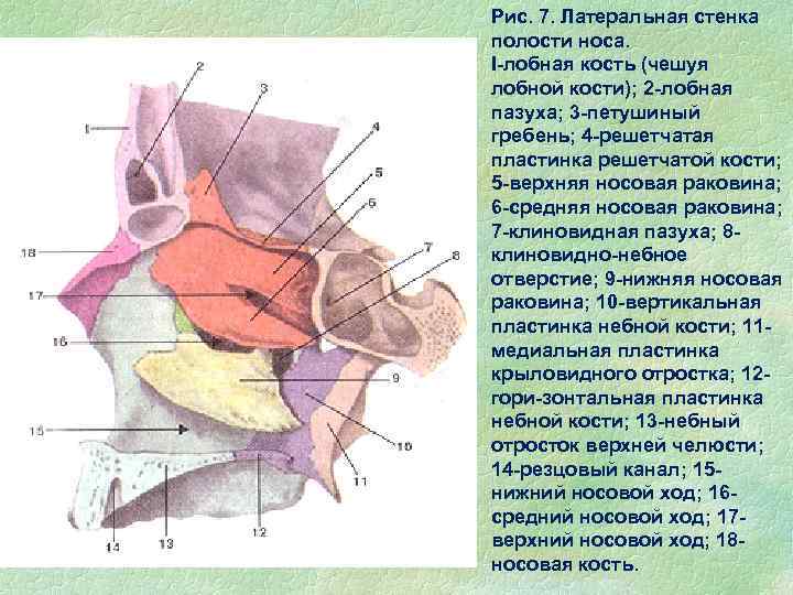 Стенки полости носа. Латеральная стенка полости носа кости. Латеральная стенка носовой полости образована. Медиальная стенка полости носа. Медиальная пластинка полости носа.