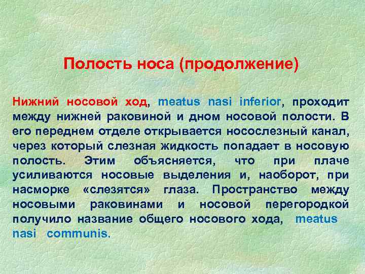 Полость носа (продолжение) Нижний носовой ход, meatus nasi inferior, проходит между нижней раковиной и