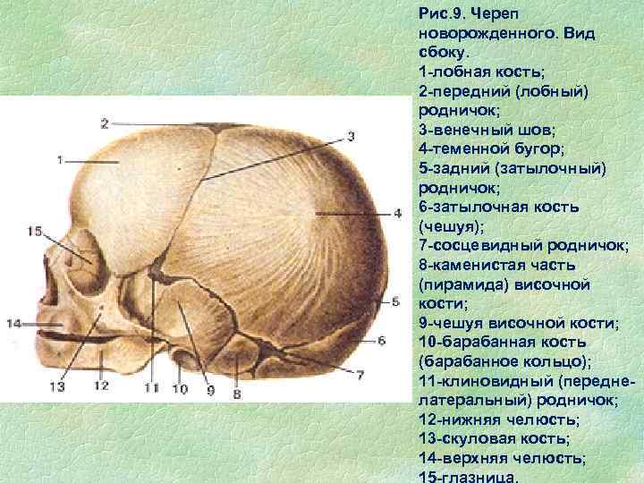 Соединение лобной и теменной кости. Кости черепа новорожденного роднички. Швы и роднички черепа анатомия. Основание черепа вид сбоку.
