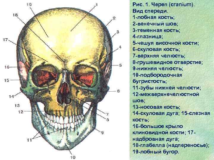 К какому отделу черепа относится скуловая кость. Топография черепа вид спереди. Кости и топография черепа. Череп вид спереди анатомия латынь. Кости черепа анатомия.