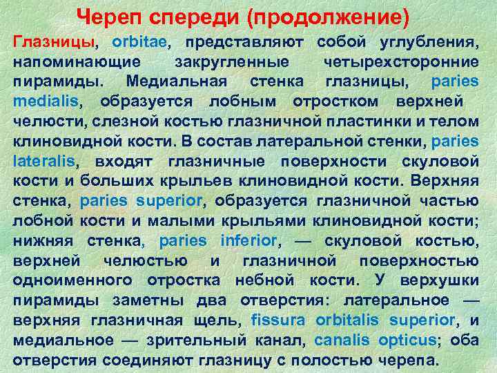 Череп спереди (продолжение) Глазницы, orbitae, представляют собой углубления, напоминающие закругленные четырехсторонние пирамиды. Медиальная стенка