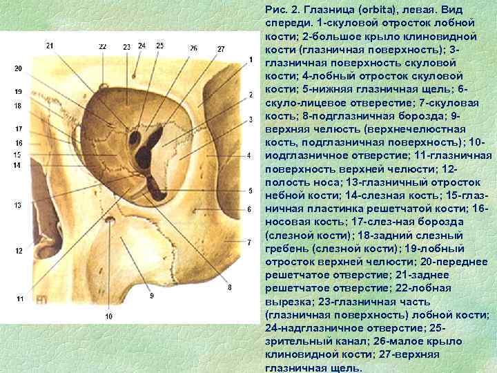 Зрительные отверстия находятся в