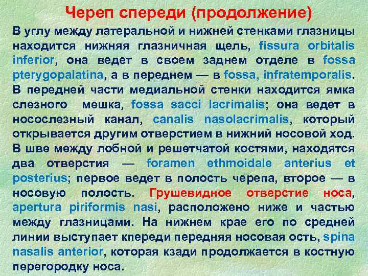 Череп спереди (продолжение) В углу между латеральной и нижней стенками глазницы находится нижняя глазничная