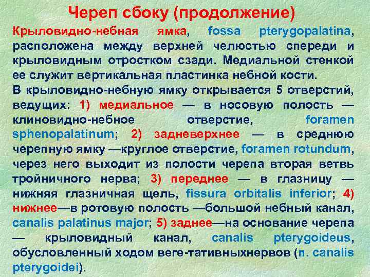 Череп сбоку (продолжение) Крыловидно небная ямка, fossa pterygopalatina, расположена между верхней челюстью спереди и