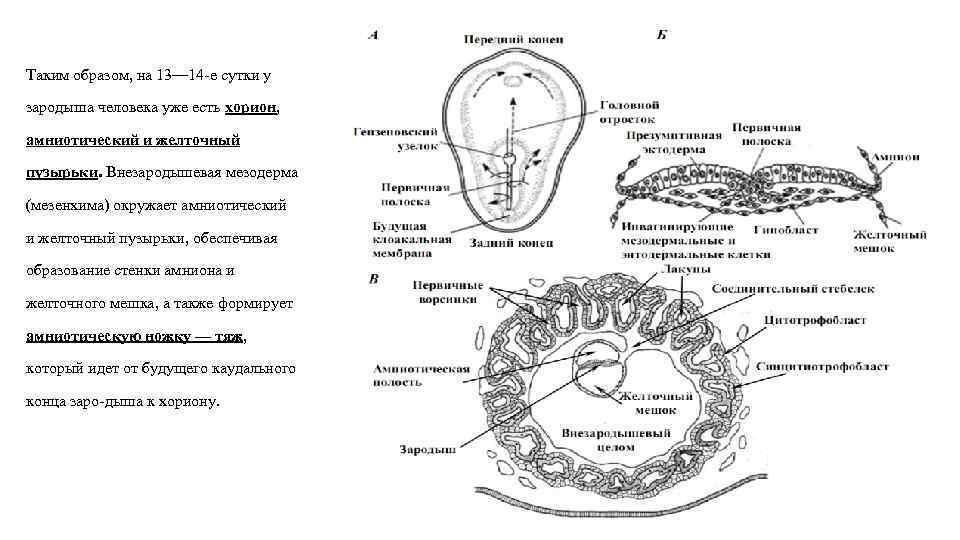 Гаструляция рисунок биология