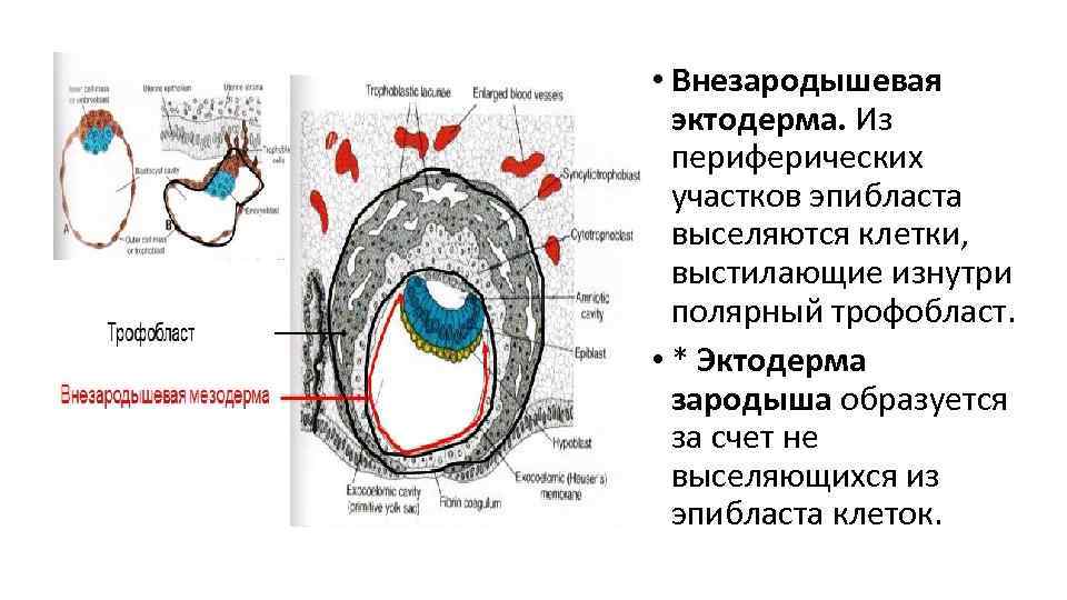 Внезародышевые органы гистология