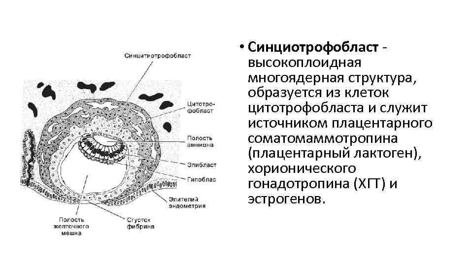  • Синциотрофобласт - высокоплоидная многоядерная структура, образуется из клеток цитотрофобласта и служит источником