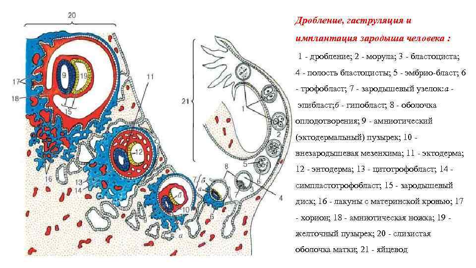 Дробление, гаструляция и имплантация зародыша человека : 1 дробление; 2 морула; 3 бластоциста; 4