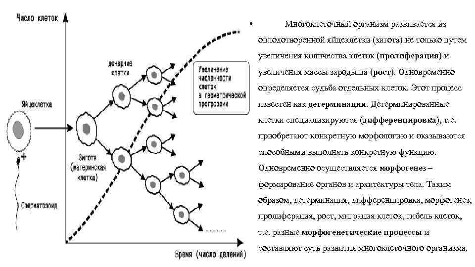  • Многоклеточный организм развивается из оплодотворенной яйцеклетки (зигота) не только путем увеличения количества