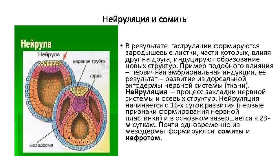 Эмбриогенез человека презентация