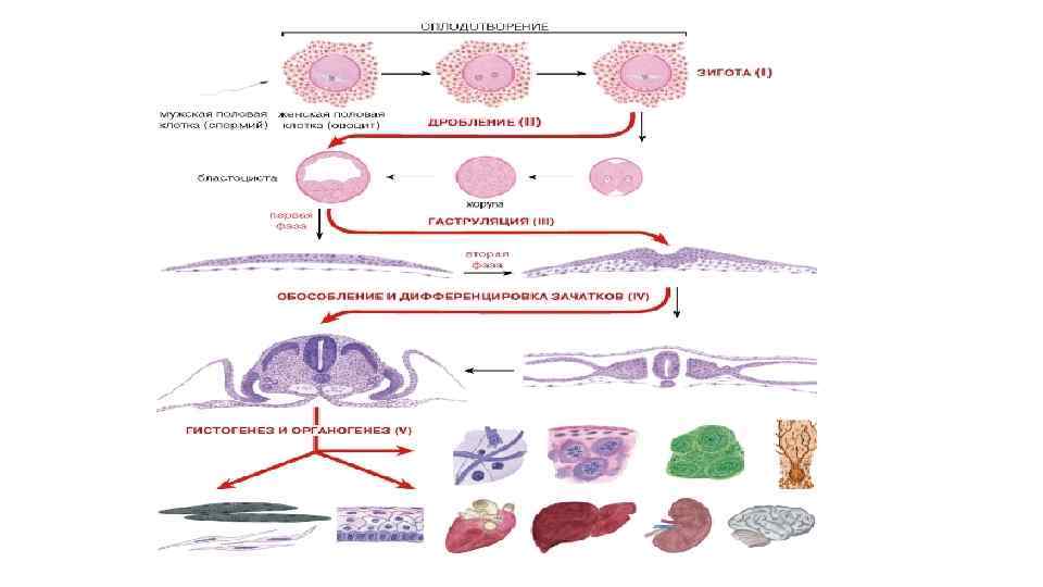 Эмбриогенез человека презентация