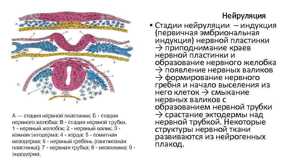 А — стадия нервной пластинки; Б - стадия нервного желобка; В - стадия нервной