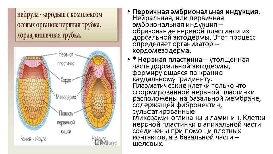  • Первичная эмбриональная индукция. Нейральная, или первичная эмбриональная индукция – образование нервной пластинки