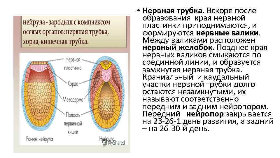  • Нервная трубка. Вскоре после образования края нервной пластинки приподнимаются, и формируются нервные