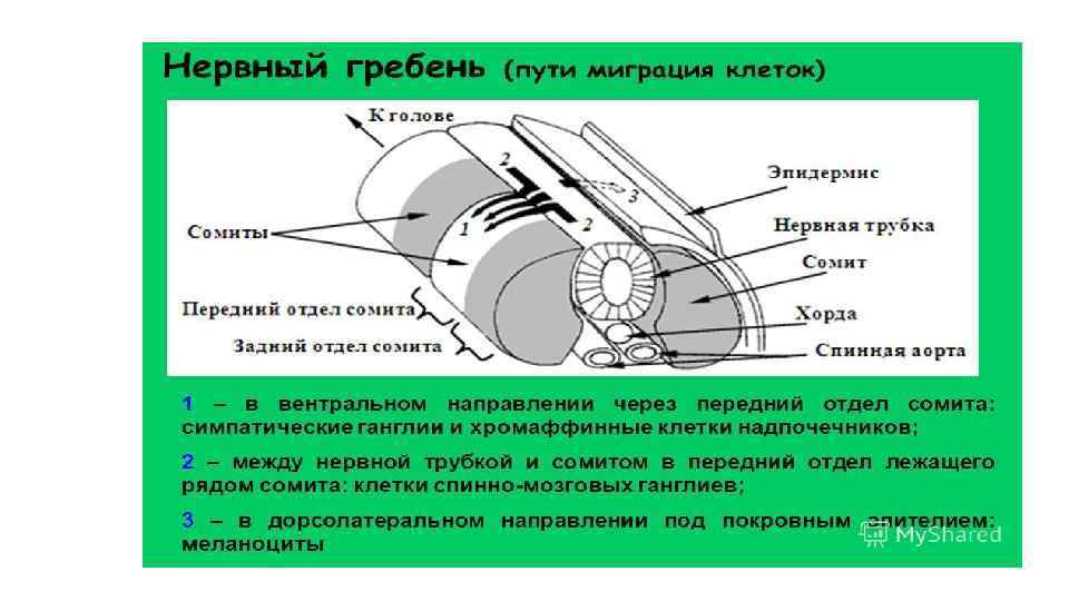 Эмбриогенез человека презентация