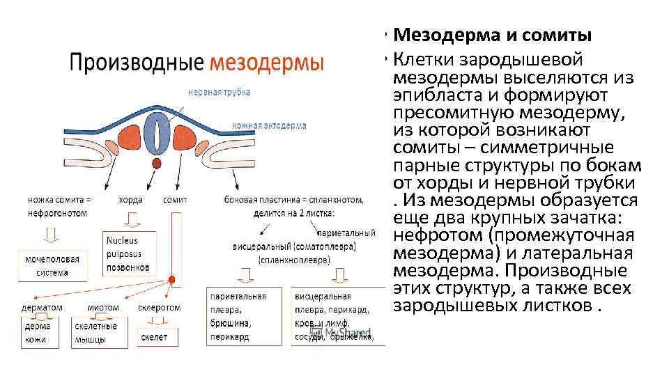 Какие системы органов образуются из мезодермы