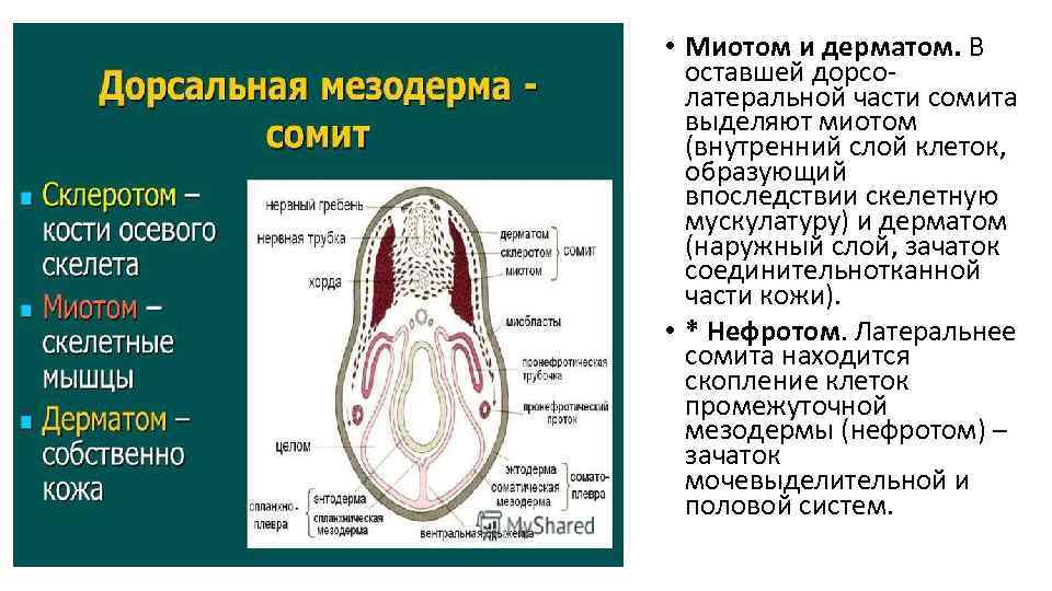  • Миотом и дерматом. В оставшей дорсолатеральной части сомита выделяют миотом (внутренний слой