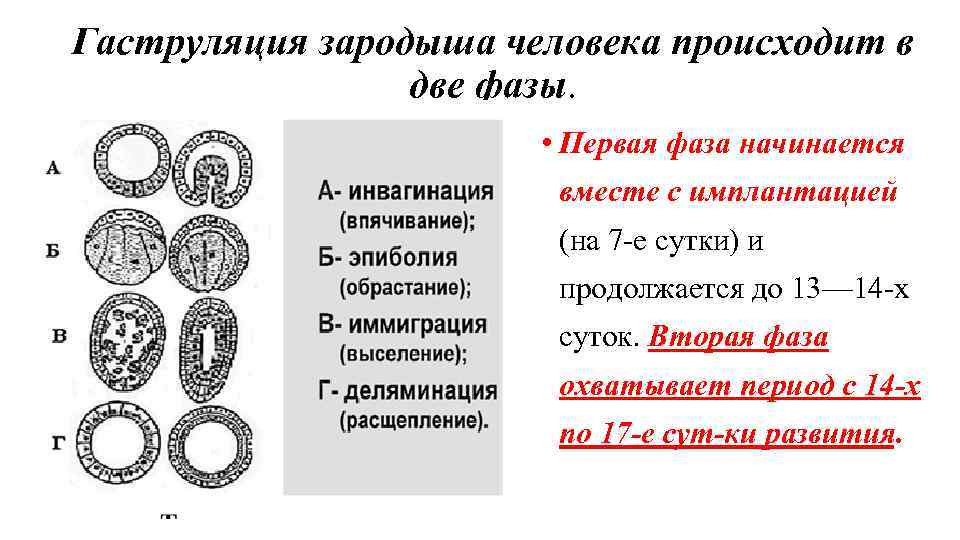 Гаструляция зародыша человека происходит в две фазы. • Первая фаза начинается вместе с имплантацией