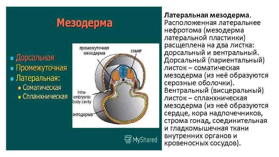  • Латеральная мезодерма. Расположенная латеральнее нефротома (мезодерма латеральной пластинки) расщеплена на два листка: