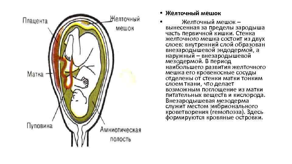  • Желточный мешок – вынесенная за пределы зародыша часть первичной кишки. Стенка желточного