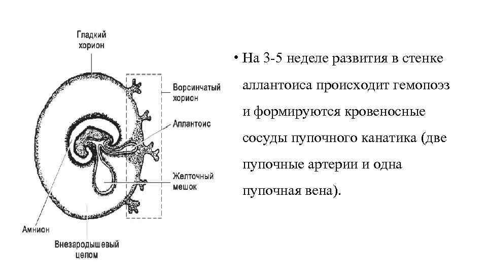 В представленной схеме дополните недостающий этап эмбриогенеза