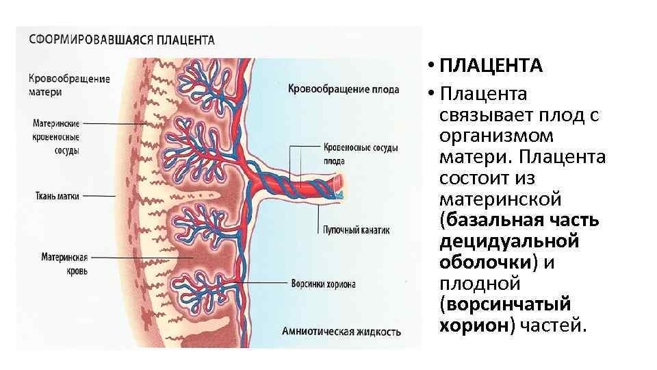  • ПЛАЦЕНТА • Плацента связывает плод с организмом матери. Плацента состоит из материнской