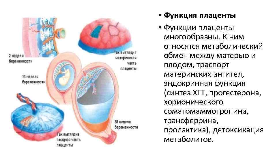 Эмбриогенез человека презентация