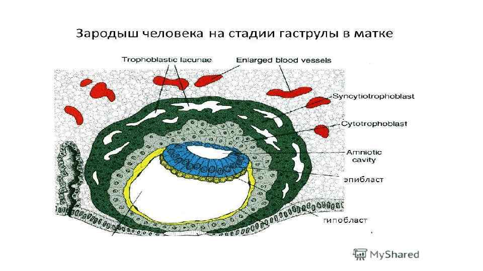 Рассмотрите рисунок и определите стадию эмбриогенеза ланцетника и зародышевый листок