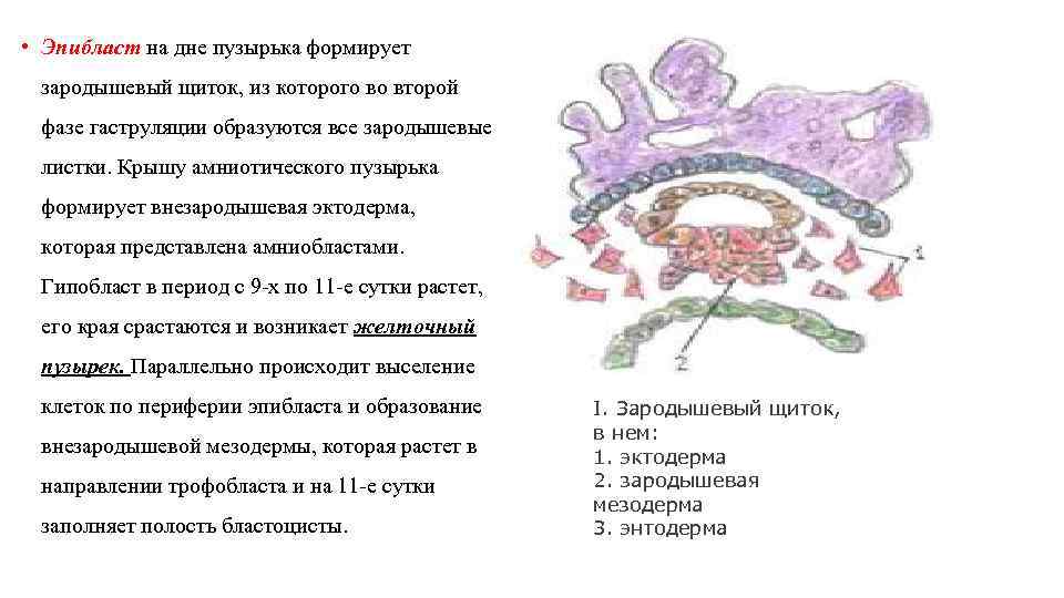 Эмбриогенез человека презентация