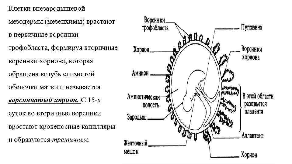 Клетки внезародышевой мезодермы (мезенхимы) врастают в первичные ворсинки трофобласта, формируя вторичные ворсинки хориона, которая