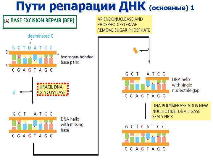 Пути репарации ДНК (основные) 1 