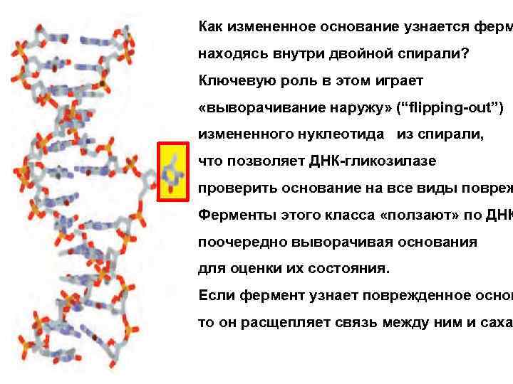 Как измененное основание узнается ферм находясь внутри двойной спирали? Ключевую роль в этом играет