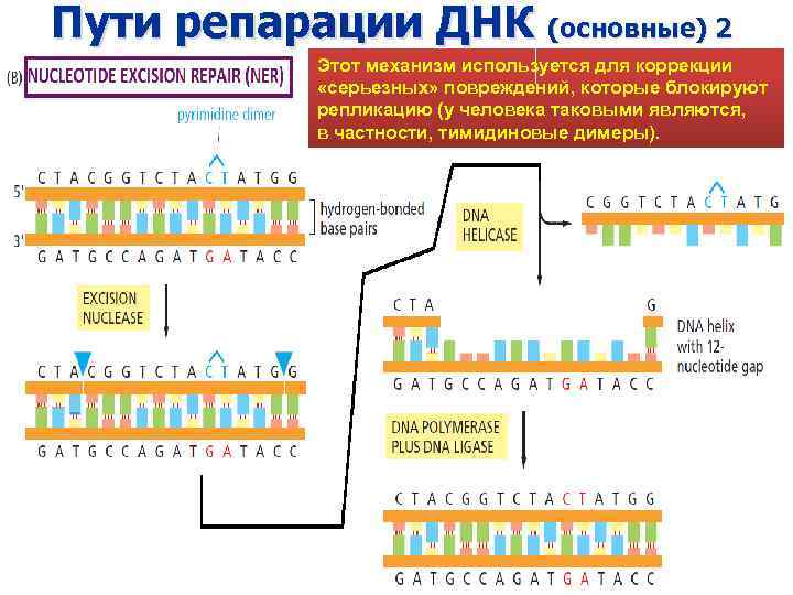 Пути репарации ДНК (основные) 2 Этот механизм используется для коррекции «серьезных» повреждений, которые блокируют