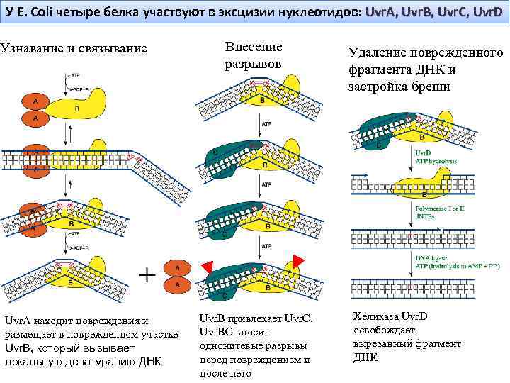 У E. Coli четыре белка участвуют в эксцизии нуклеотидов: Uvr. A, Uvr. B, Uvr.