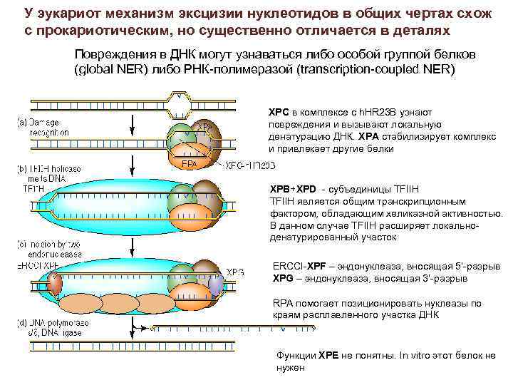 У эукариот механизм эксцизии нуклеотидов в общих чертах схож с прокариотическим, но существенно отличается
