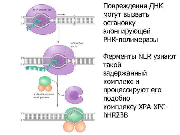 Повреждения ДНК могут вызвать остановку элонгирующей РНК-полимеразы Ферменты NER узнают такой задержанный комплекс и