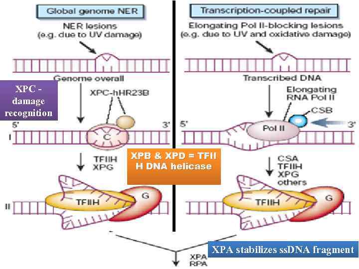 XPC damage recognition XPB & XPD = TFII H DNA helicase XPA stabilizes ss.