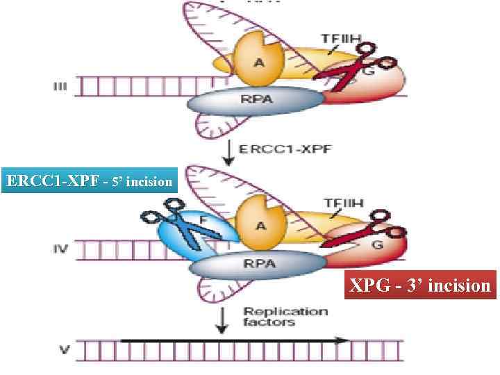 ERCC 1 -XPF - 5’ incision XPG - 3’ incision 