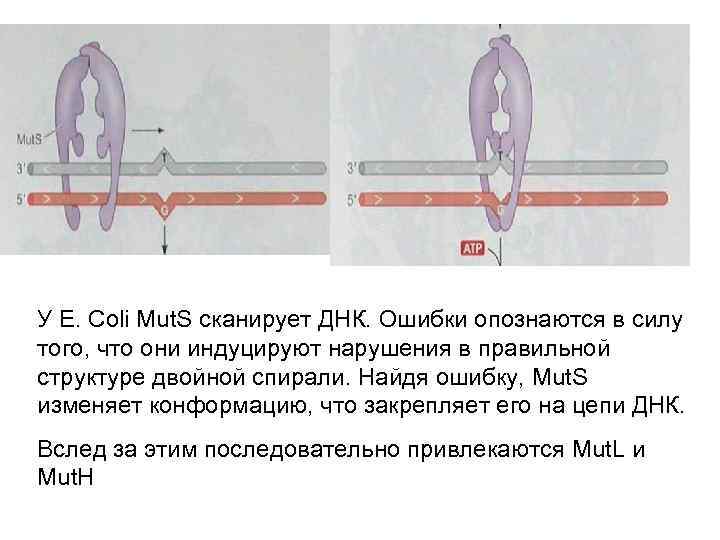 У E. Coli Mut. S сканирует ДНК. Ошибки опознаются в силу того, что они