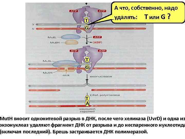 А что, собственно, надо T удалять: T или G ? G T T A