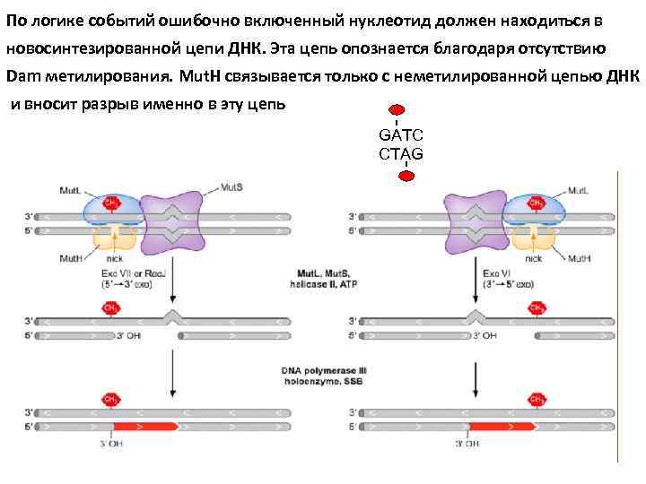 По логике событий ошибочно включенный нуклеотид должен находиться в новосинтезированной цепи ДНК. Эта цепь