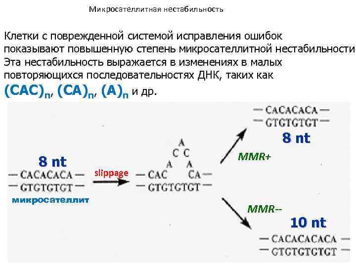 Микросателлитная нестабильность Клетки с поврежденной системой исправления ошибок показывают повышенную степень микросателлитной нестабильности Эта