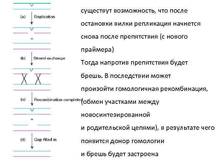 существут возможность, что после остановки вилки репликация начнется снова после препятствия (с нового праймера)