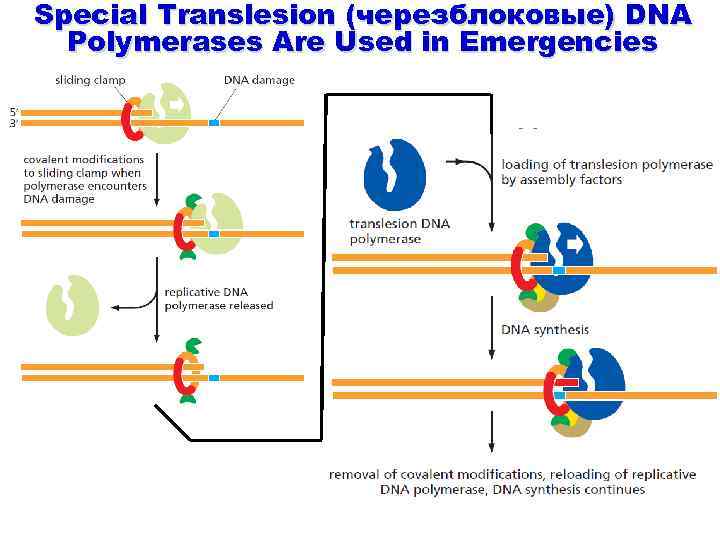 Special Translesion (черезблоковые) DNA Polymerases Are Used in Emergencies 