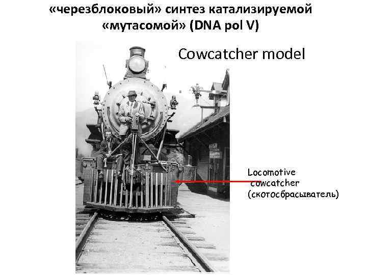  «черезблоковый» синтез катализируемой «мутасомой» (DNA pol V) Cowcatcher model Locomotive cowcatcher (скотосбрасыватель) 