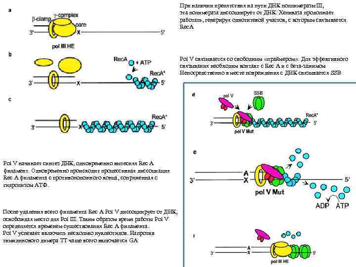 При наличии препятствия на пути ДНК поллимеразы III, эта полимераза диссоциирует от ДНК. Хеликаза