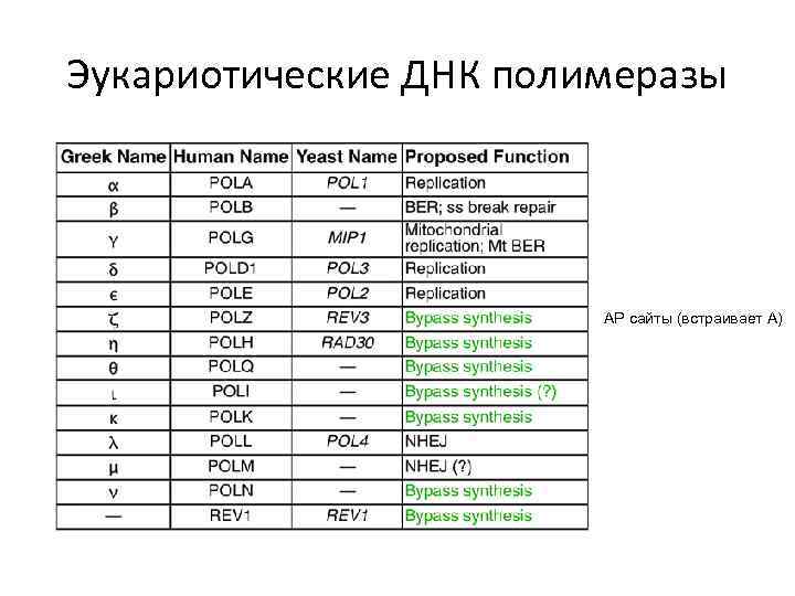 Эукариотические ДНК полимеразы АР сайты (встраивает А) 