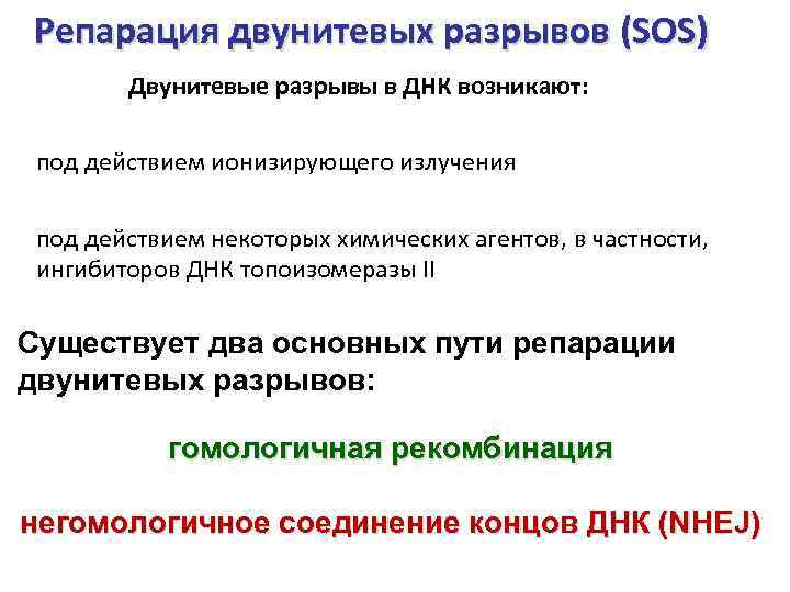 Репарация двунитевых разрывов (SOS) Двунитевые разрывы в ДНК возникают: под действием ионизирующего излучения под