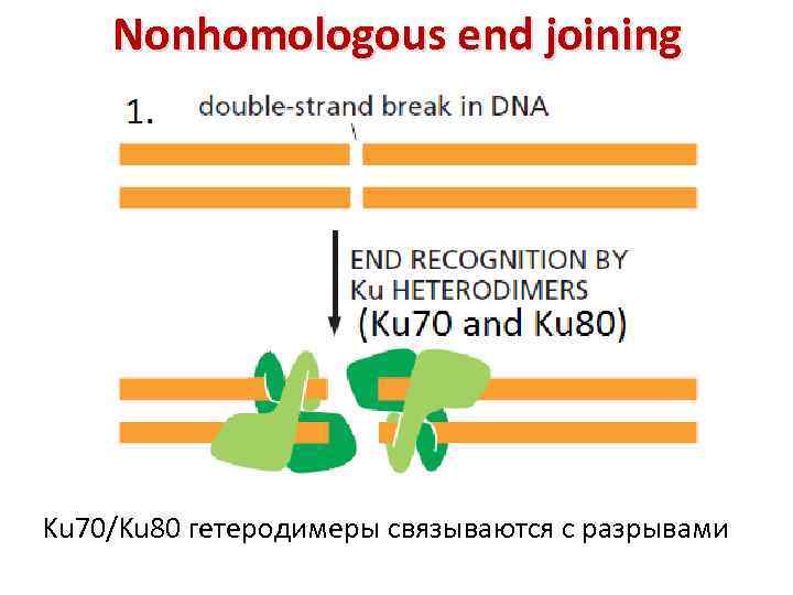 Nonhomologous end joining Ku 70/Ku 80 гетеродимеры связываются с разрывами 